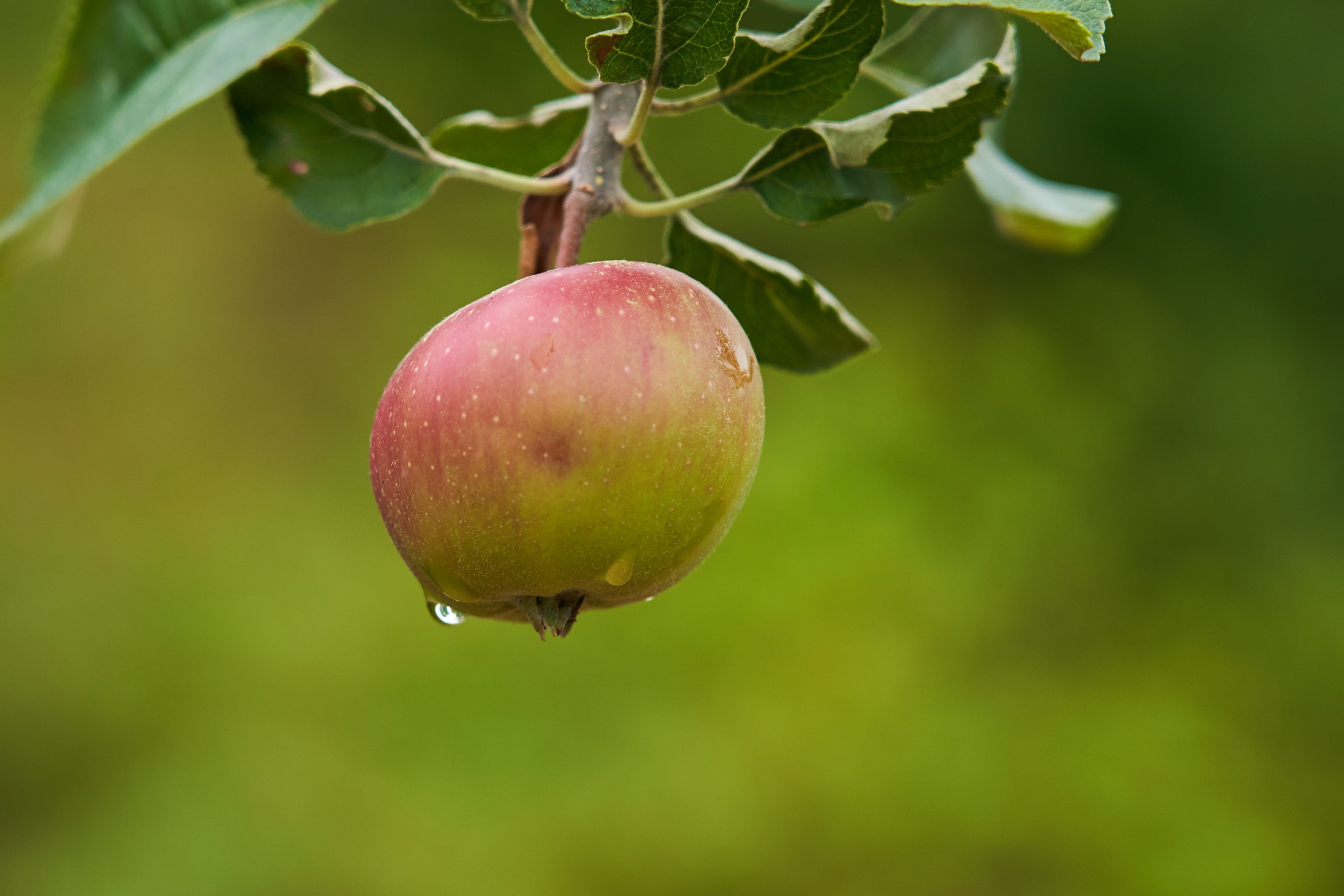 An apple a day keeps the doctor away