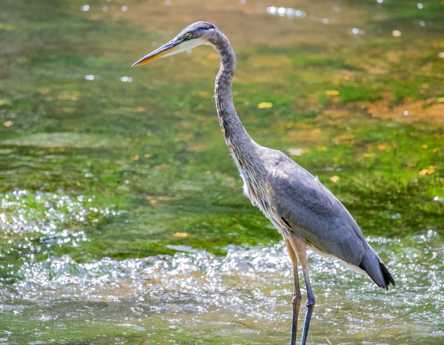 Fischreiher am Fluss