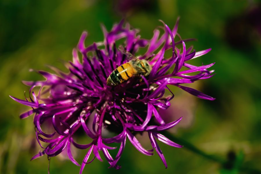 Bienen bei der Arbeit